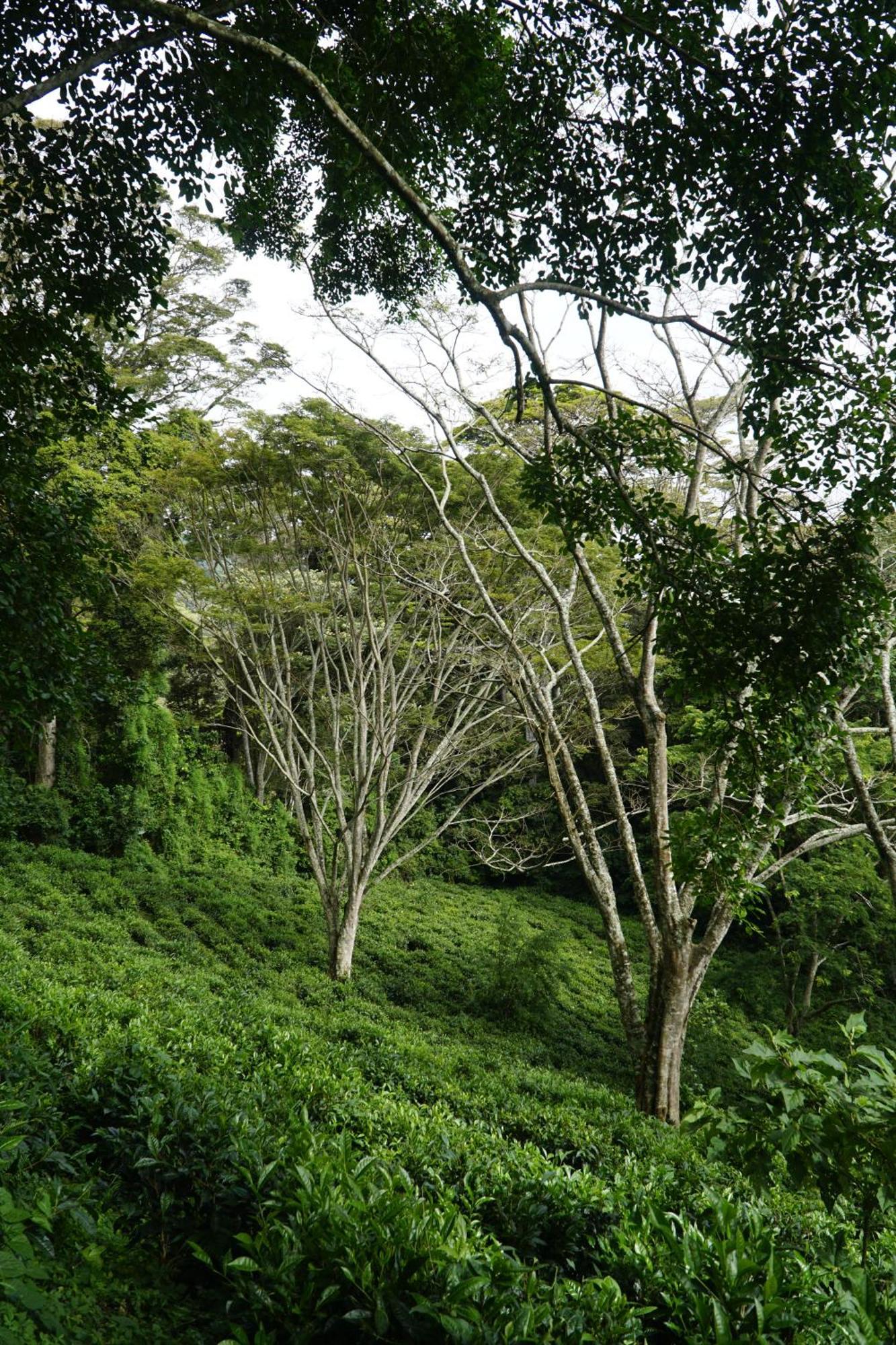 Themi Valley Eco And Cultural Tourism Homestay Arusha Exterior foto